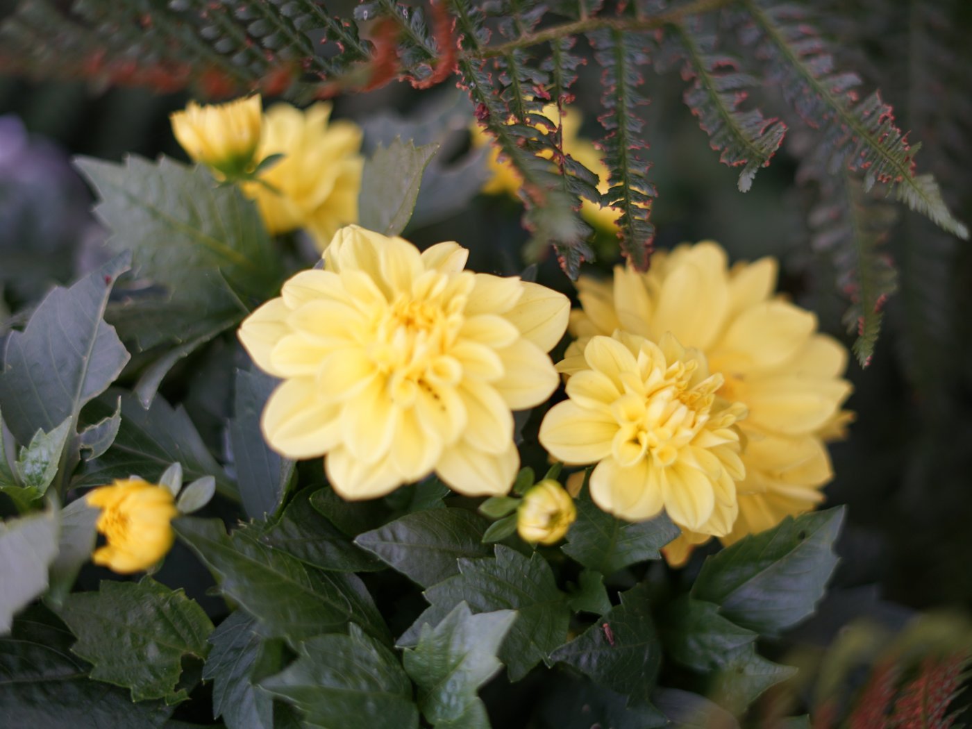 water well in bangladesh